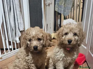 Cockapoo dogs Cockapoo - Advert 5