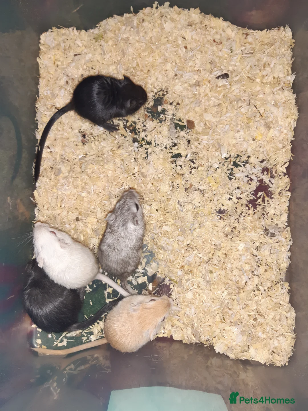 Gerbil rodents for sale: Super friendly gerbils from hobby breeder  - Advert 3