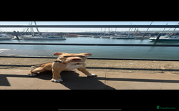 Staffordshire Bull Terrier dogs for sale: Beautiful Bailey  - Image 3