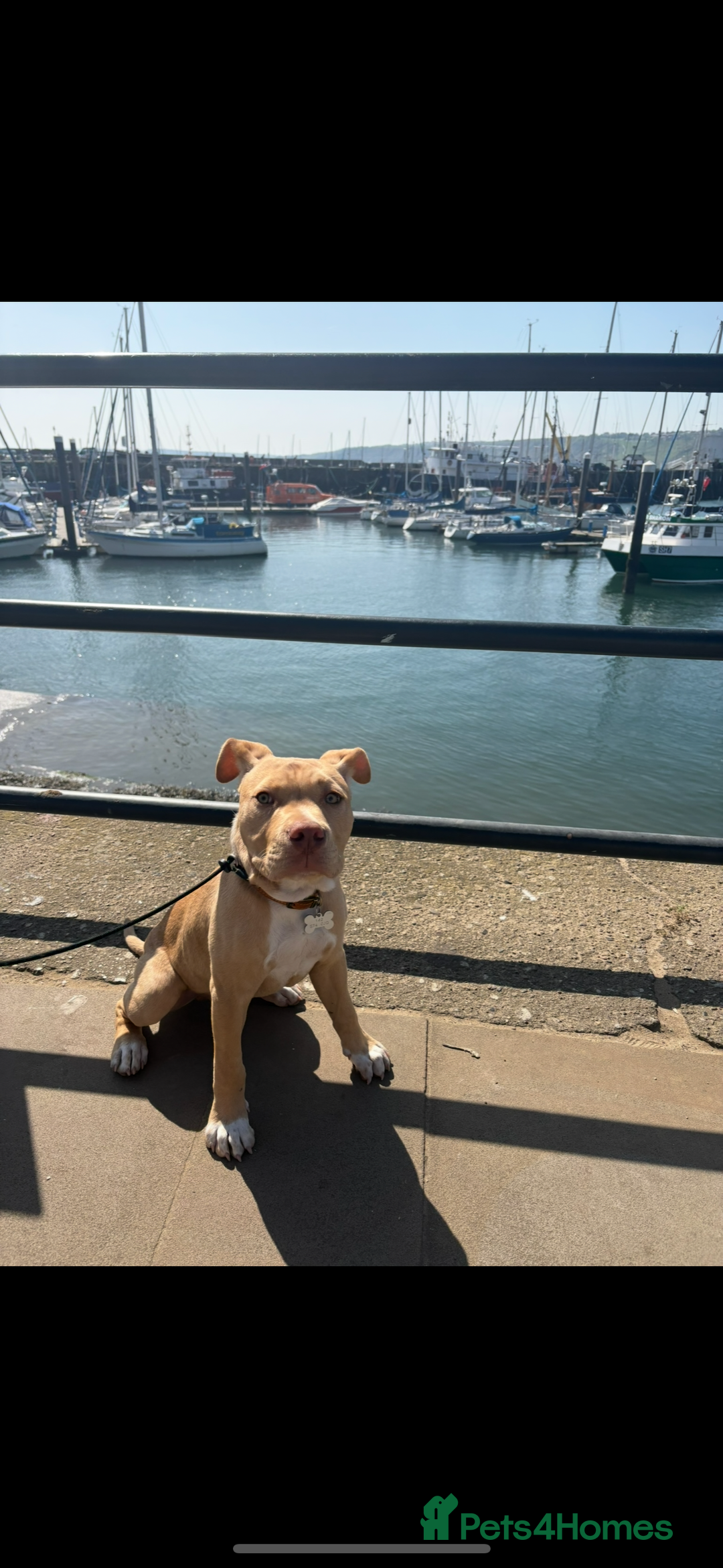 Staffordshire Bull Terrier dogs for sale: Beautiful Bailey  - Image 3