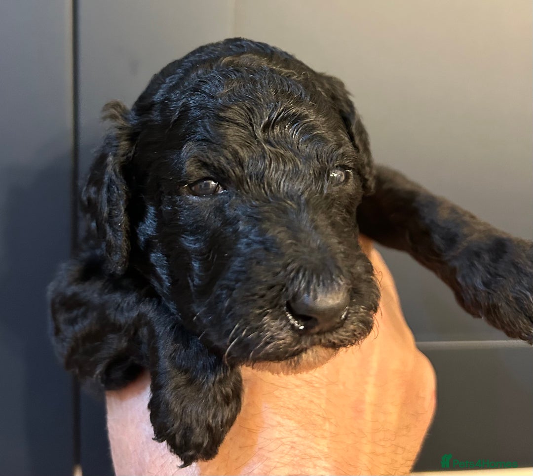 Standard Poodle dogs for sale: Poodle puppies - Advert 10