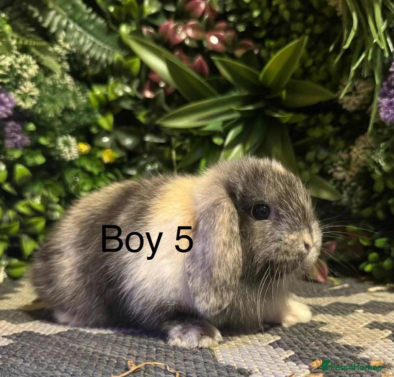 Mini Lop rabbits ⭐️MINI LOPS READY TO PREORDER ⭐️ - Advert 1