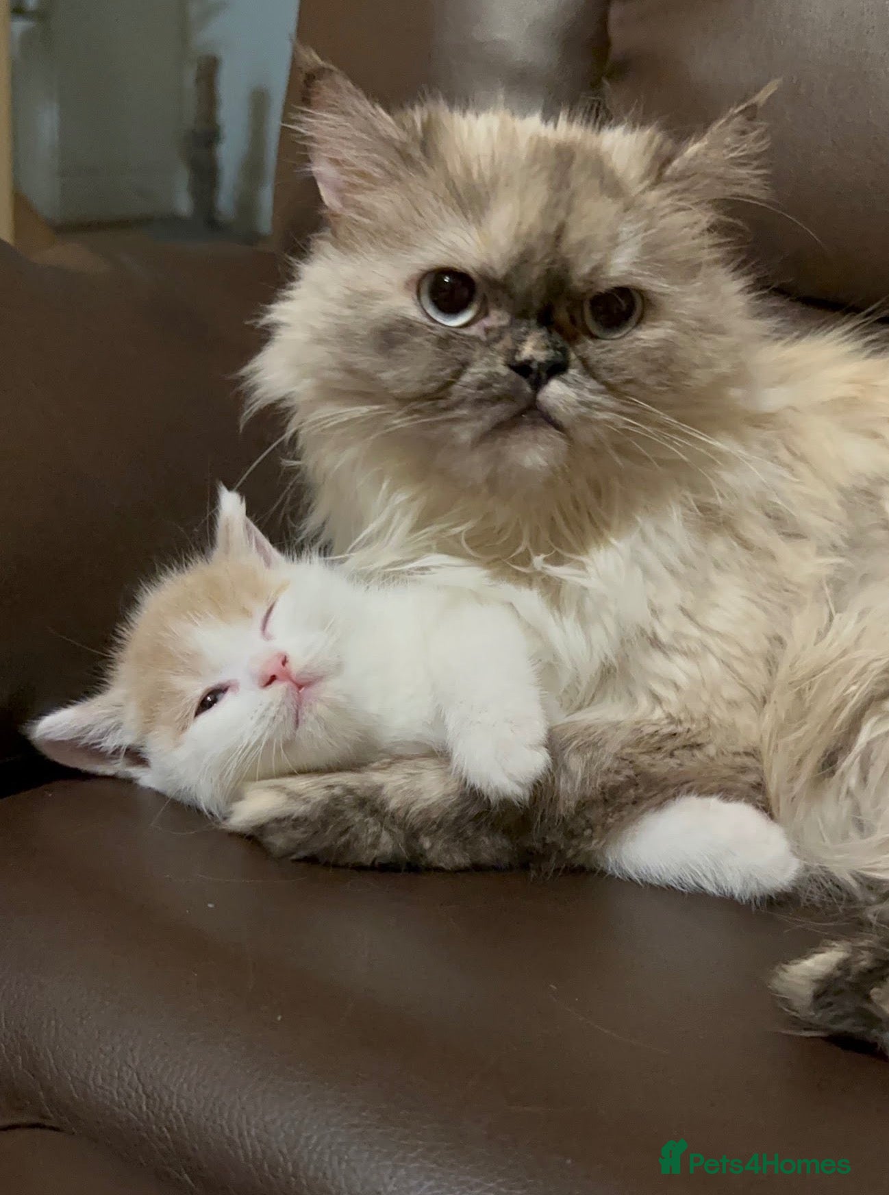 Persian cats Playful Persian kittens - Advert 6