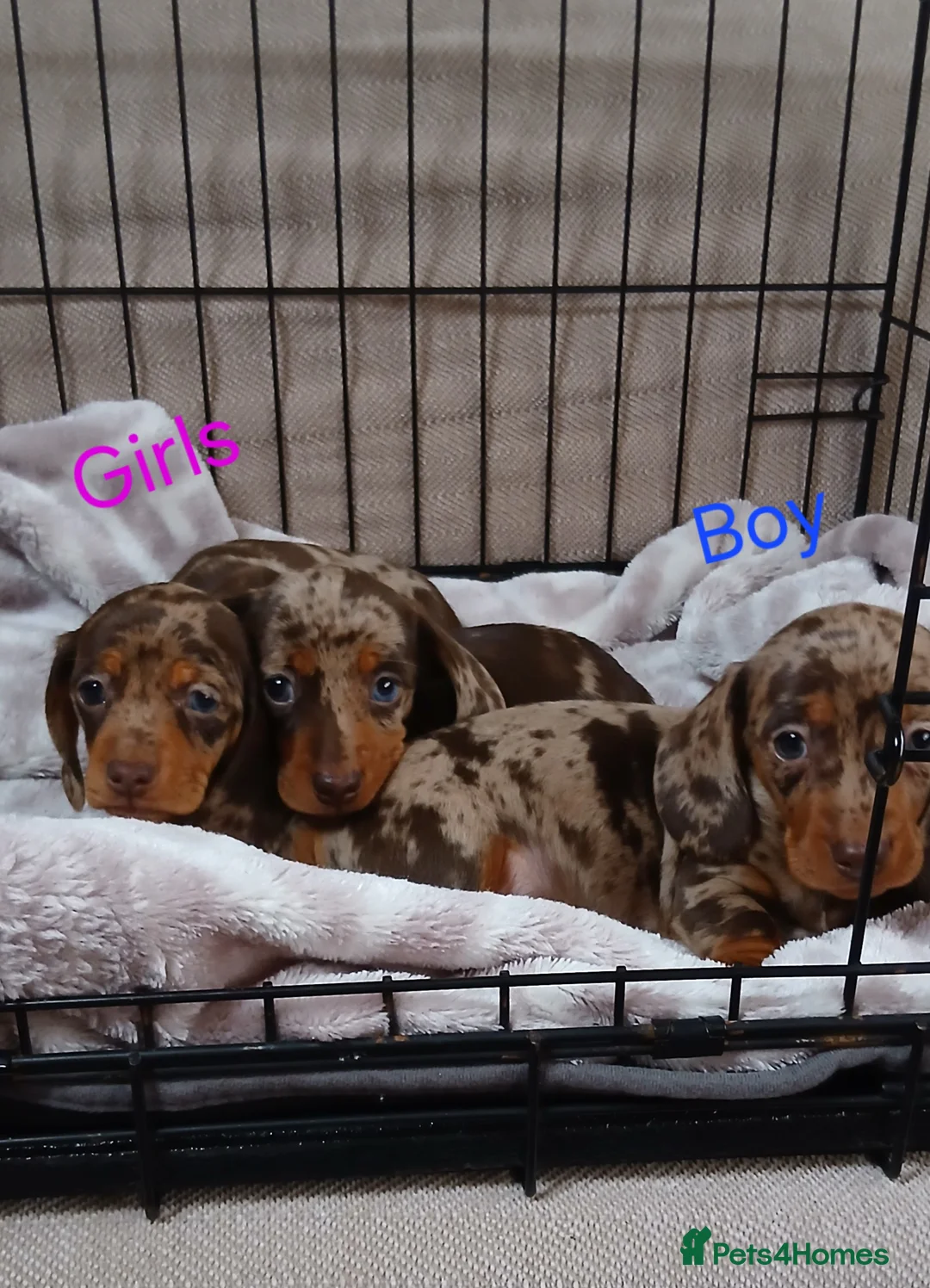 Miniature Dachshund dogs for sale: PRA, STUNNING MINIE'S READY NOW  - Advert 27