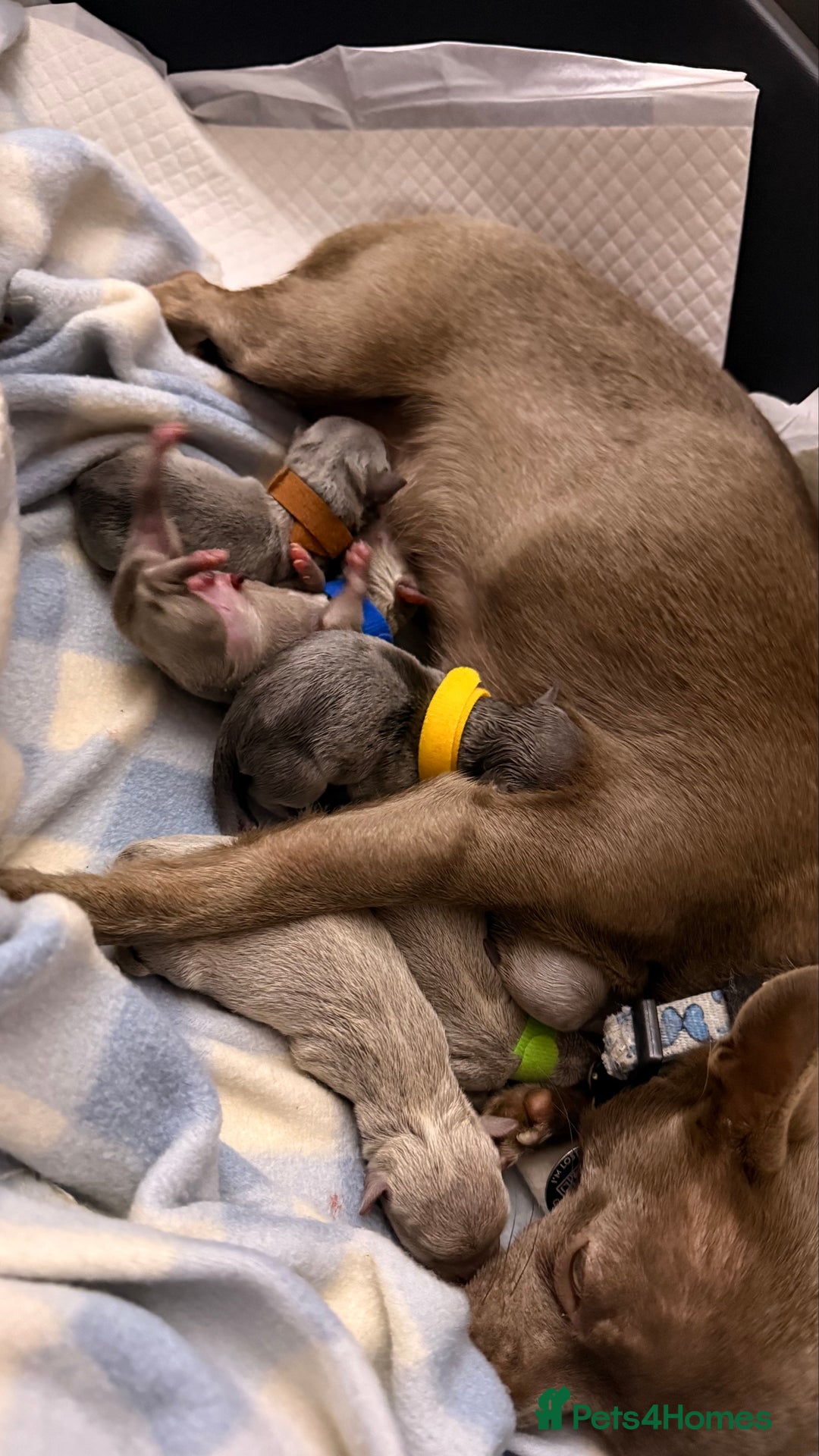 Chihuahua dogs for sale: Lilac & Blue Chihuahuas – Gorgeous Little Pups - Advert 2