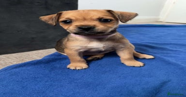 Mixed Breed dogs - Advert 5