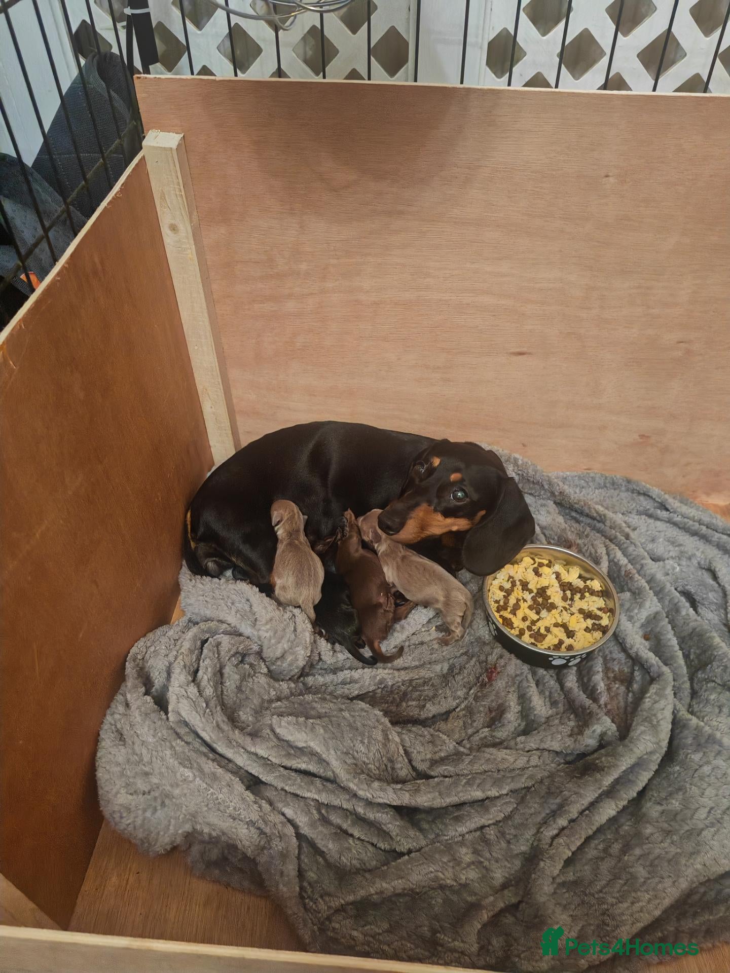 Miniature Dachshund dogs Beautiful miniature dachshund puppies - Advert 1