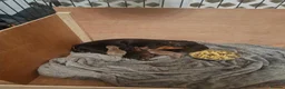Miniature Dachshund dogs for sale: Beautiful miniature dachshund puppies - Advert 1
