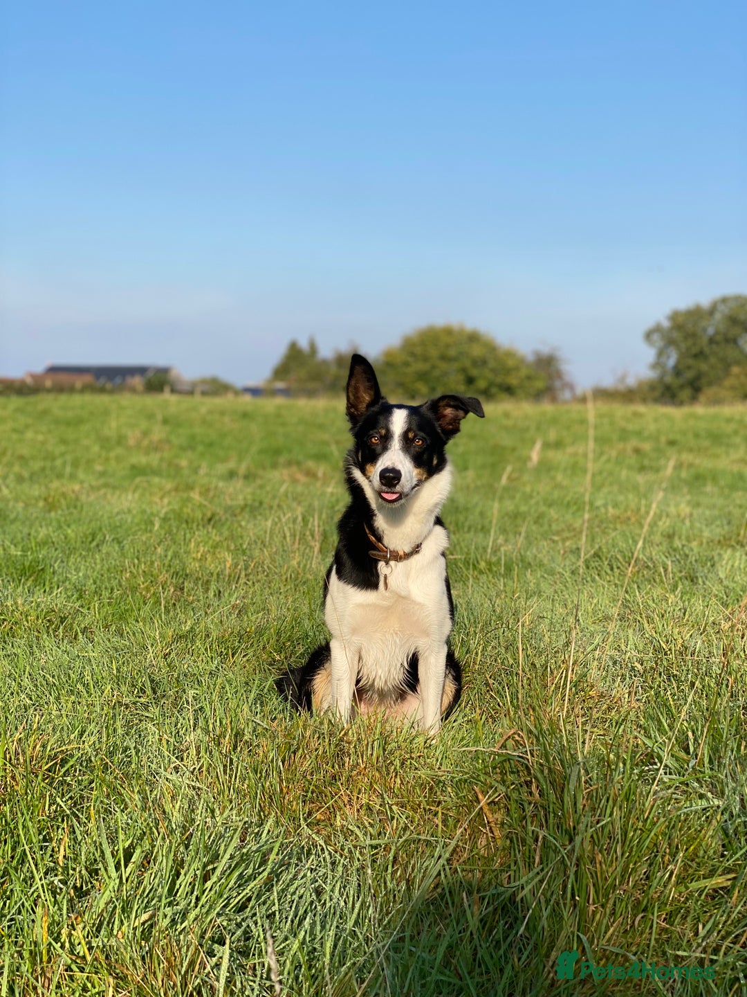 Border Collie dogs for sale: 🐾ISDS Registered Border Collie Puppies🐾 - Advert 6