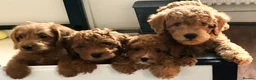 Labradoodle dogs for sale: keiras red fox miniature labradoodles  - Advert 12