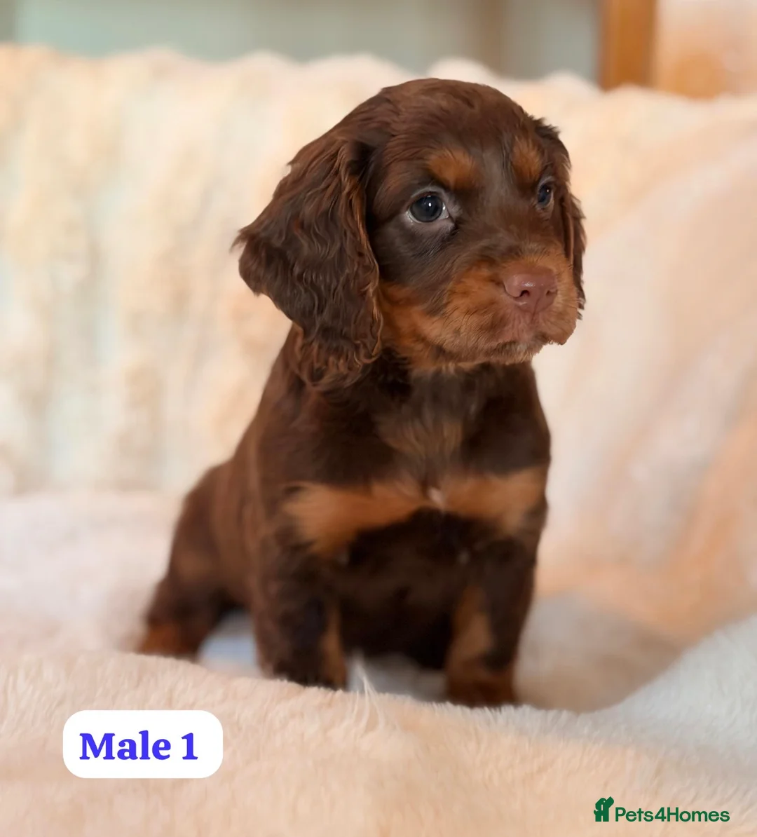 Cocker Spaniel dogs for sale: BEAUTIFUL KC REG CHOC-TAN COCKER SPANIEL PUPS - Advert 6