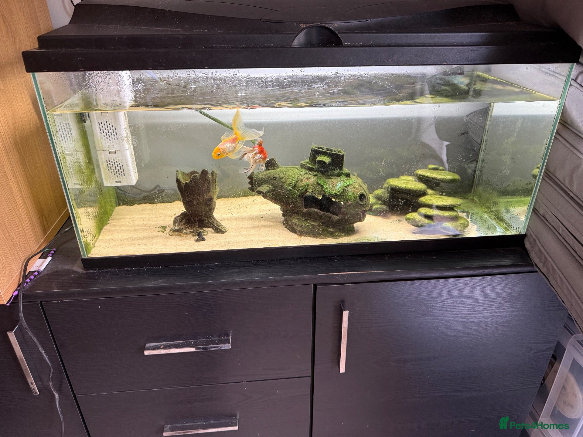 Goldfish fish 2 x goldfish and 2 x weather loach  - Advert 1