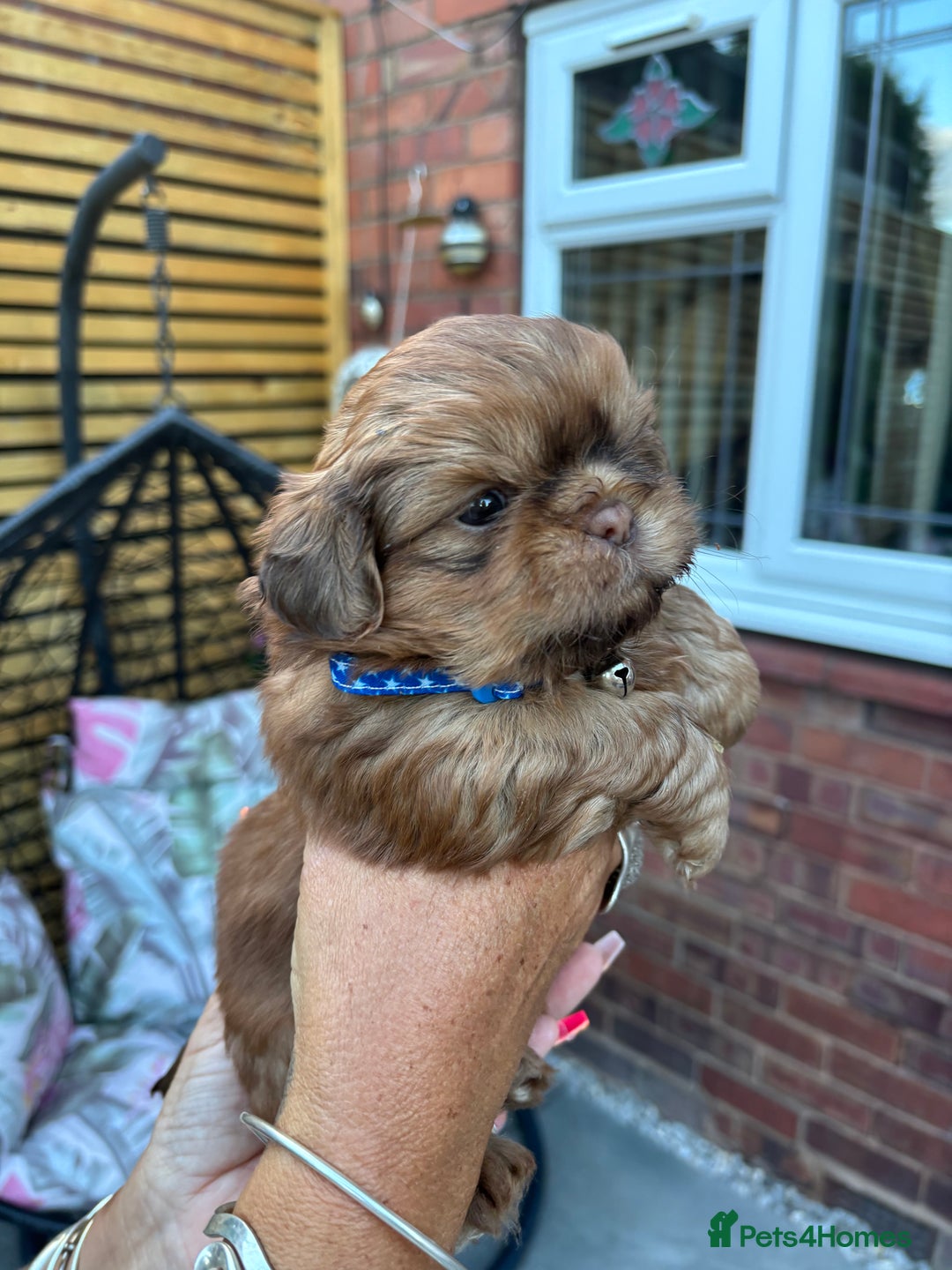Shih Tzu dogs for sale: Shihtzu imperial  - Image 4