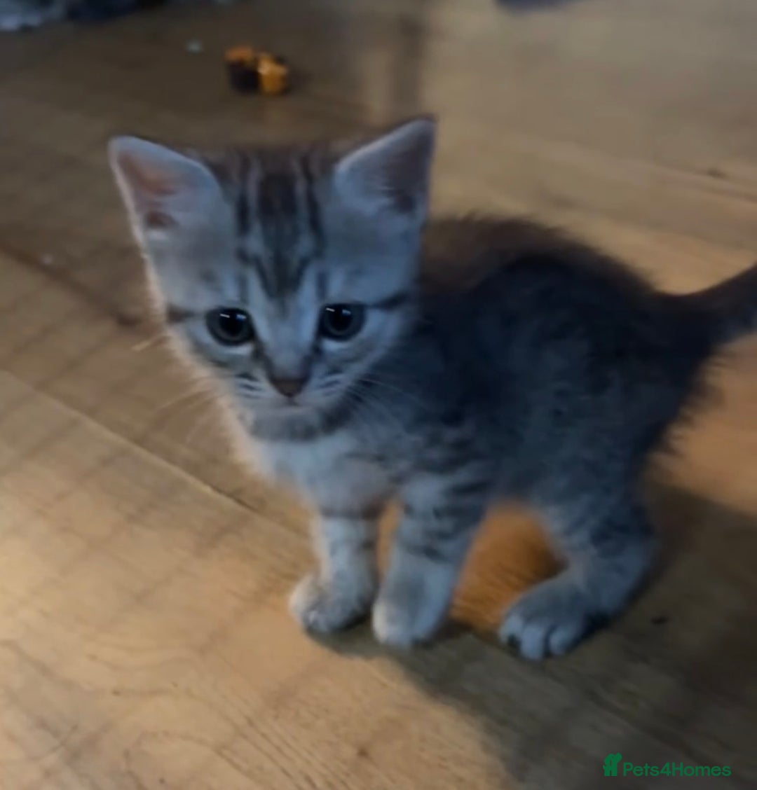 British Shorthair cats for sale: Cute British shorthair kittens - Advert 4