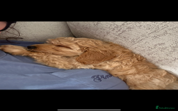 Mixed Breed dogs for sale: Cavapoochon Sadly re homing  - Image 4