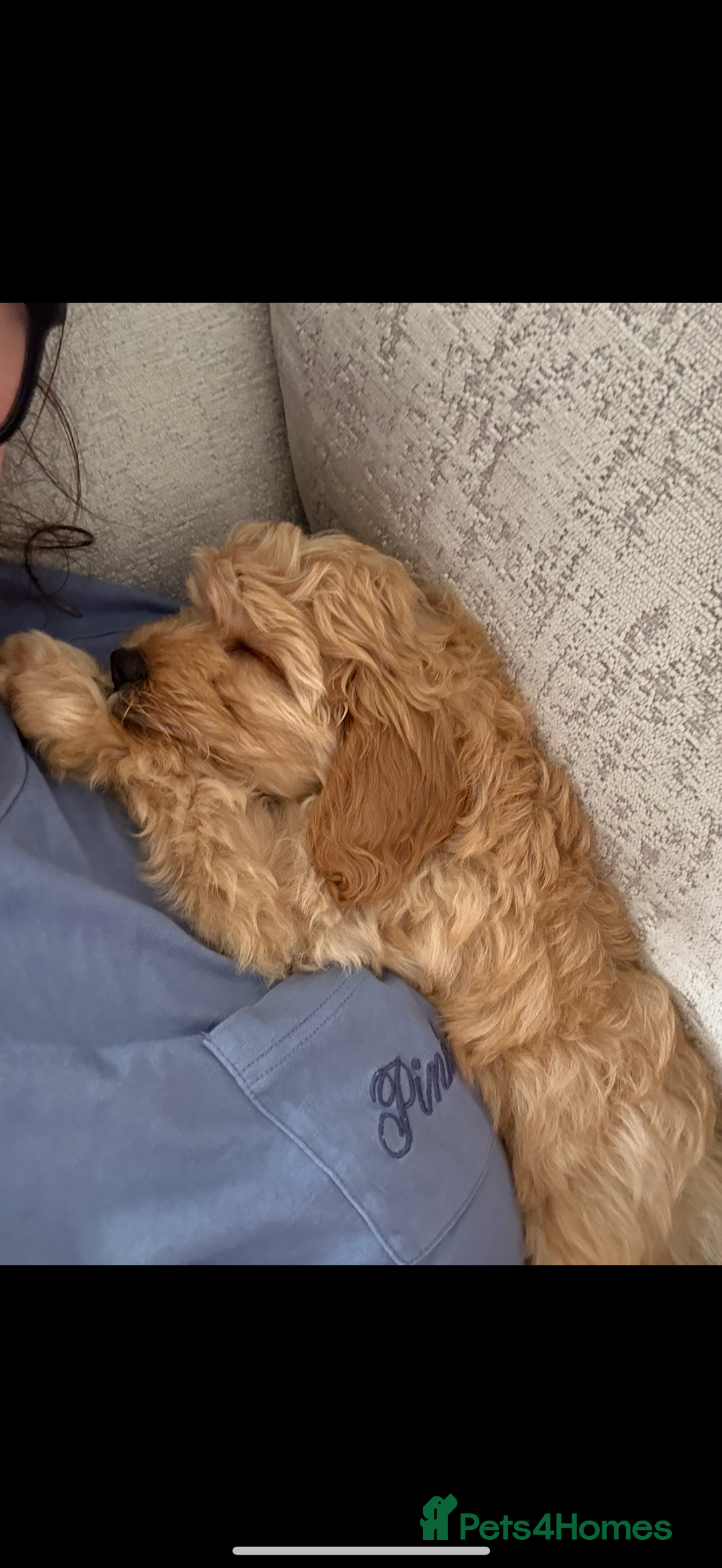 Mixed Breed dogs for sale: Cavapoochon Sadly re homing  - Image 4