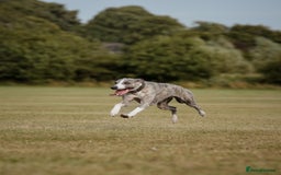 Whippet dogs for stud: KC register stunning boy available for stud in Derby - Image 1
