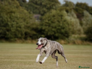 Whippet dogs in Derby - Advert 11