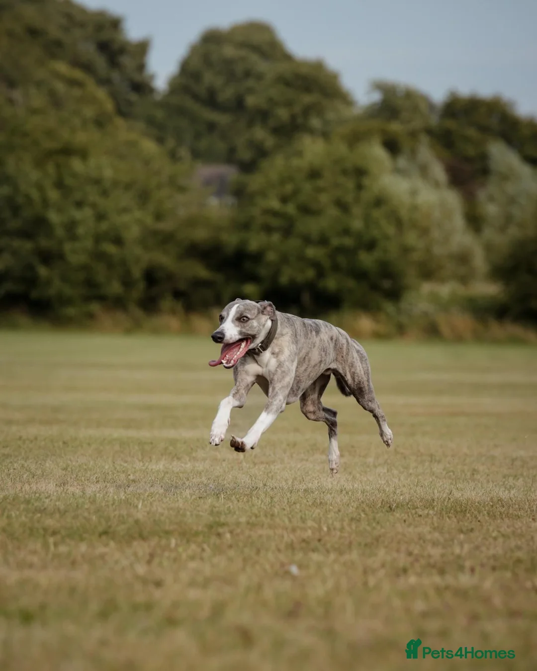 Whippet dogs for stud: KC register stunning boy available for stud in Derby - Advert 1