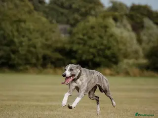 Whippet dogs KC register stunning boy available for stud in Derby - Advert 1
