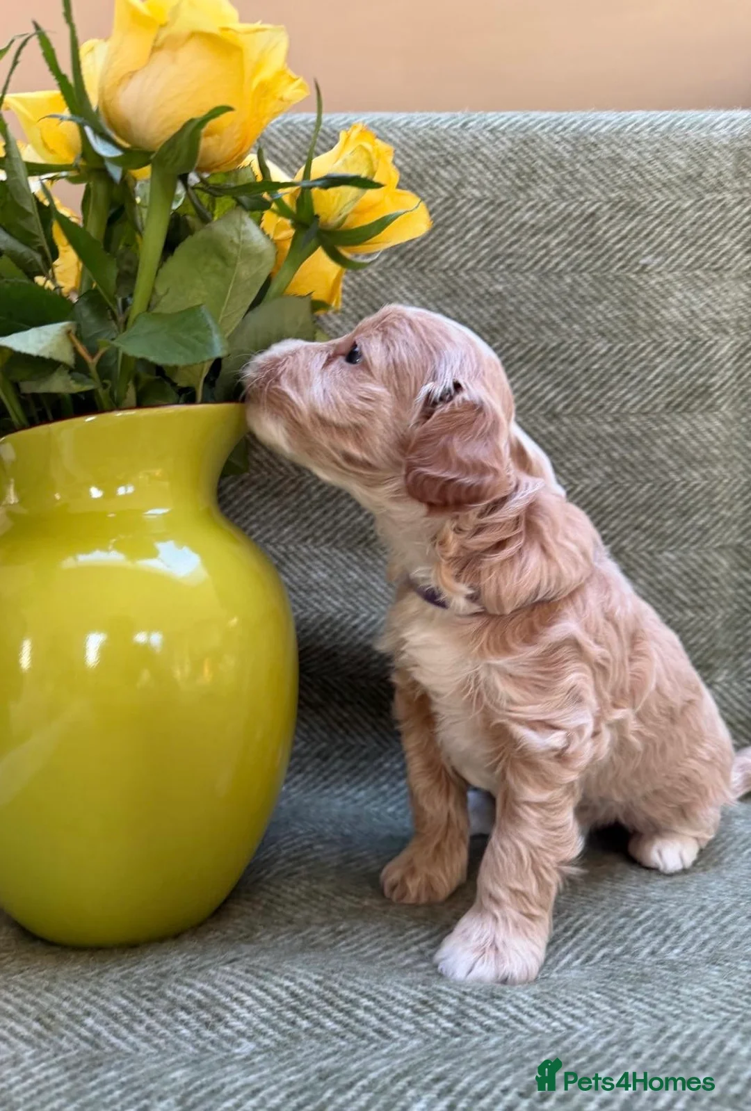 Labradoodle dogs for sale: Gorgeous 3rd Gen Miniature Labradoodle Puppies - Advert 13