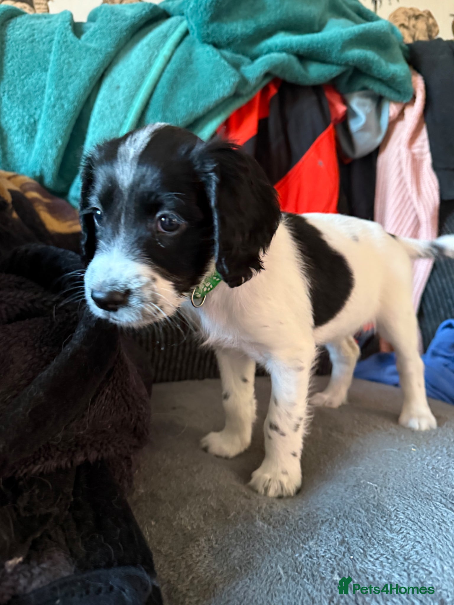 Sprocker dogs Sprocker ⭐️only 3 girls left ⭐️ - Advert 1