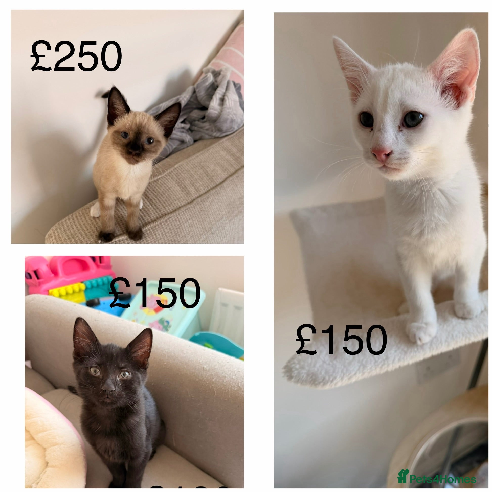 Ragdoll cats 3 beautiful ragdol x kittens ready now £150-£250 - Advert 10