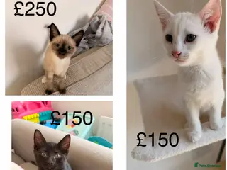 Ragdoll cats 3 beautiful ragdol x kittens ready now £150-£250 - Advert 10