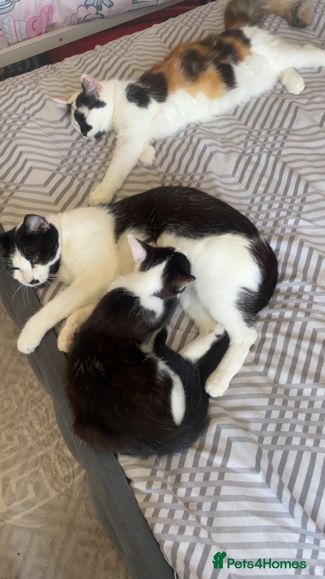 Mixed Breed cats for sale: Kitten ready to leave  - Advert 4