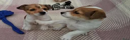Jack Russell dogs for sale: Pure Jack Russell pups for sale - Advert 9