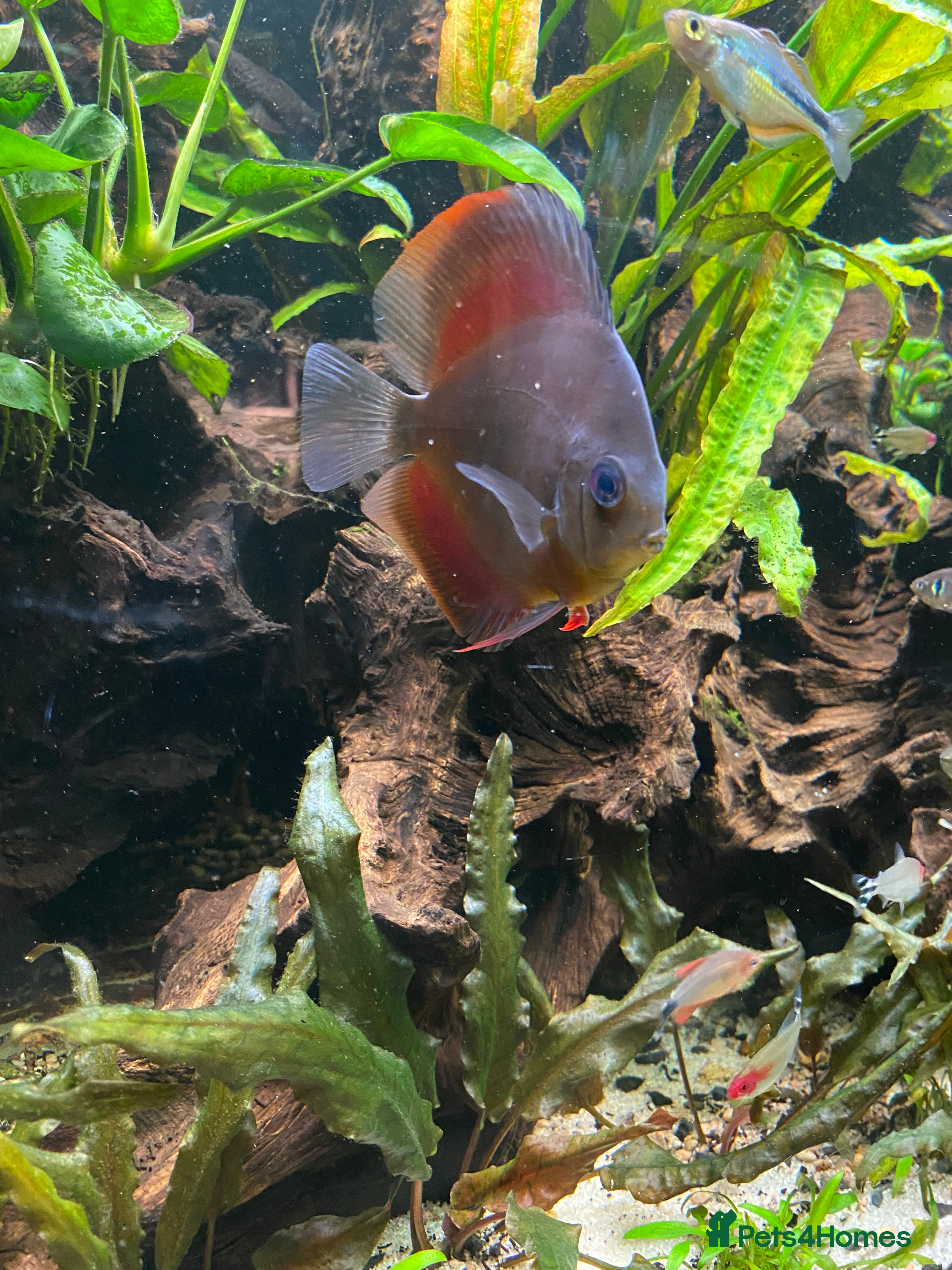 Discus fish X5 Vietnamese discus  - Advert 1