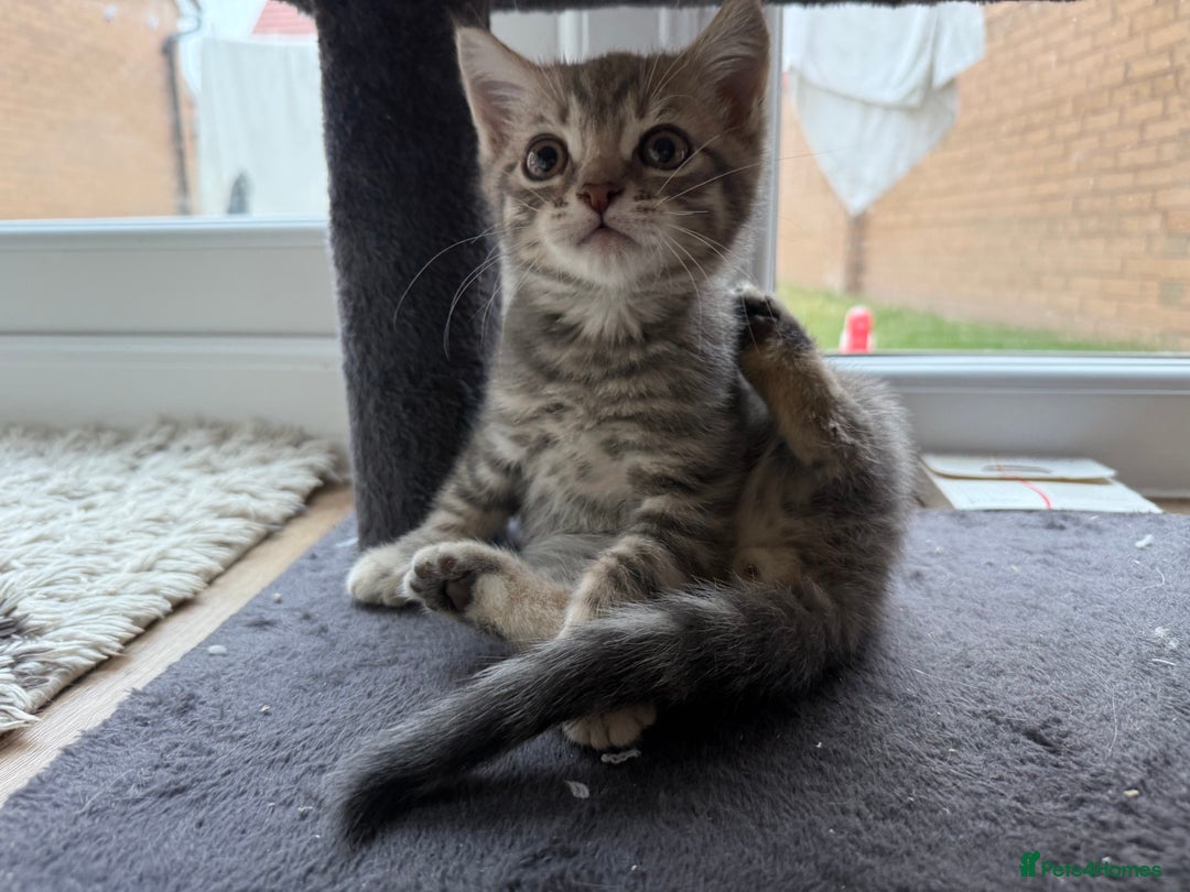 British Shorthair cats for sale: Full BSH kittens ready to leave now, 14 weeks old - Image 7