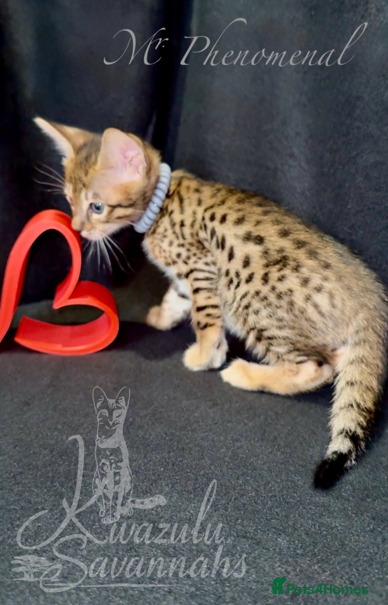 Savannah cats Exceptional Quality Tica Regist. Savannah kittens - Advert 2