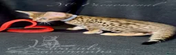 Savannah cats for sale: Exceptional Quality Tica Regist. Savannah kittens - Advert 8