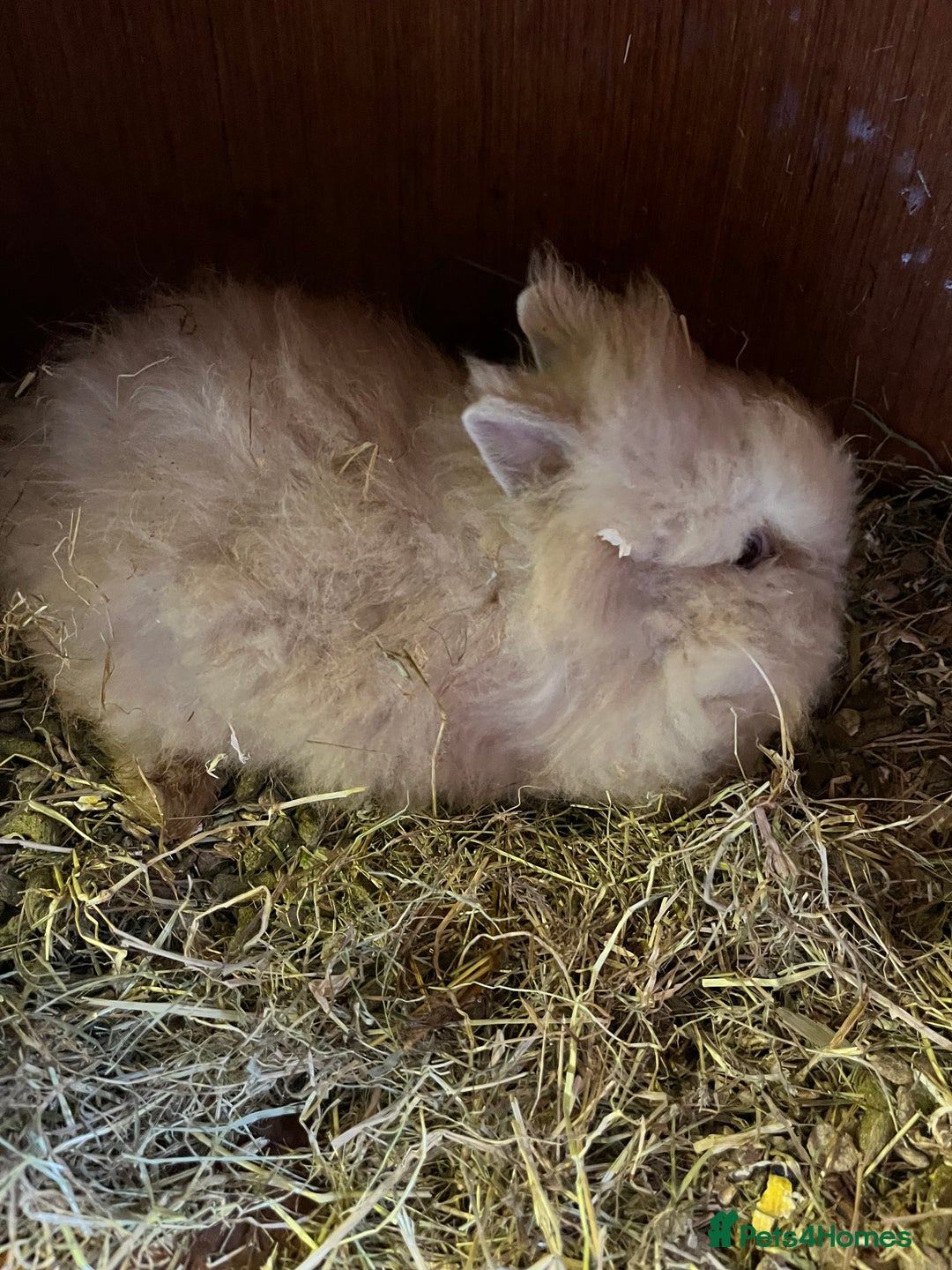Lionhead rabbits for sale: Family of 6 rabbits for sale ready to leave now - Image 2
