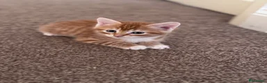 Domestic Shorthair 2