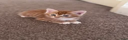 Domestic Shorthair cats for sale: Ginger longhair kitten - Advert 5