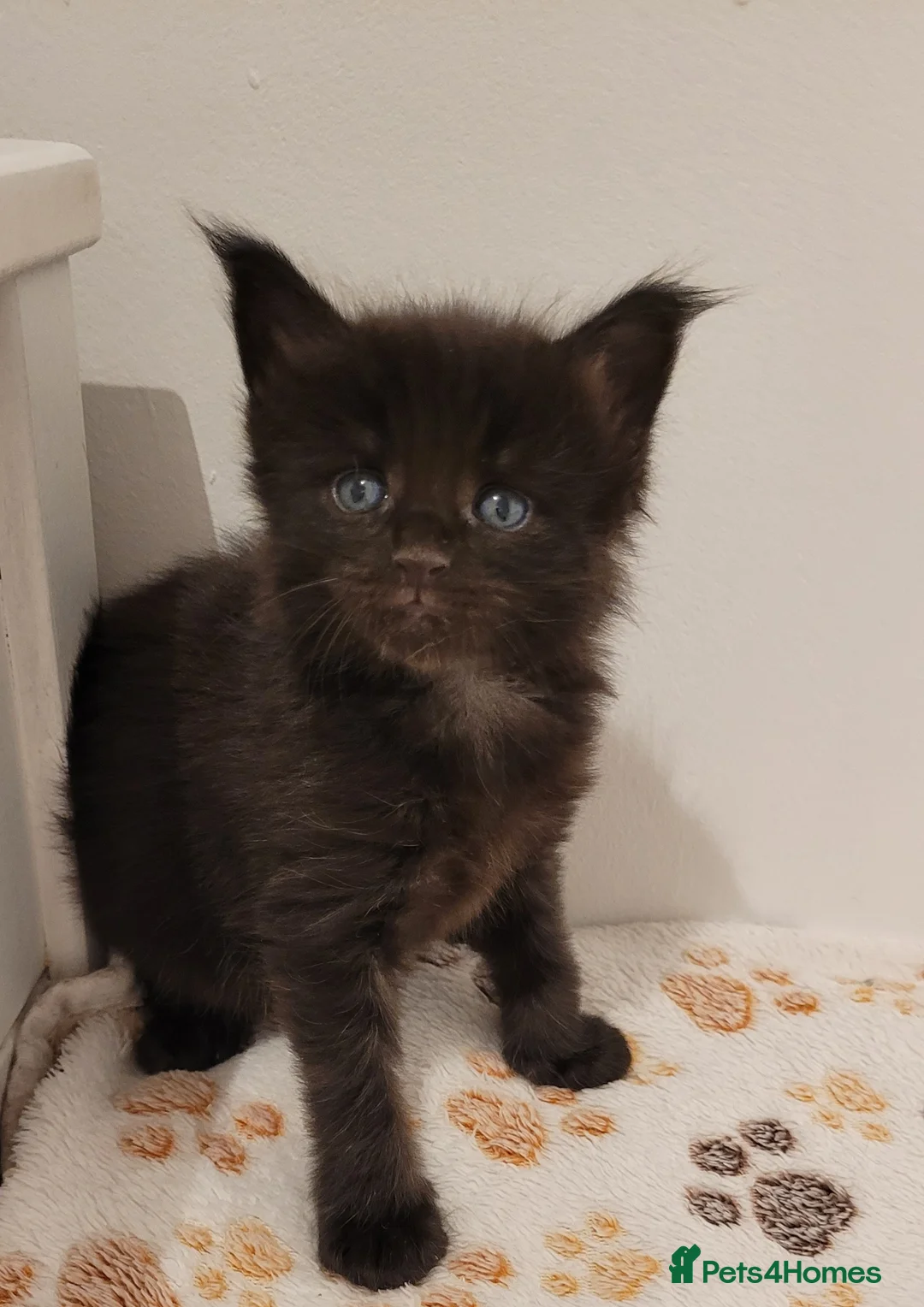 Maine Coon cats for sale: Tica registered maine coon kittens  - Advert 11