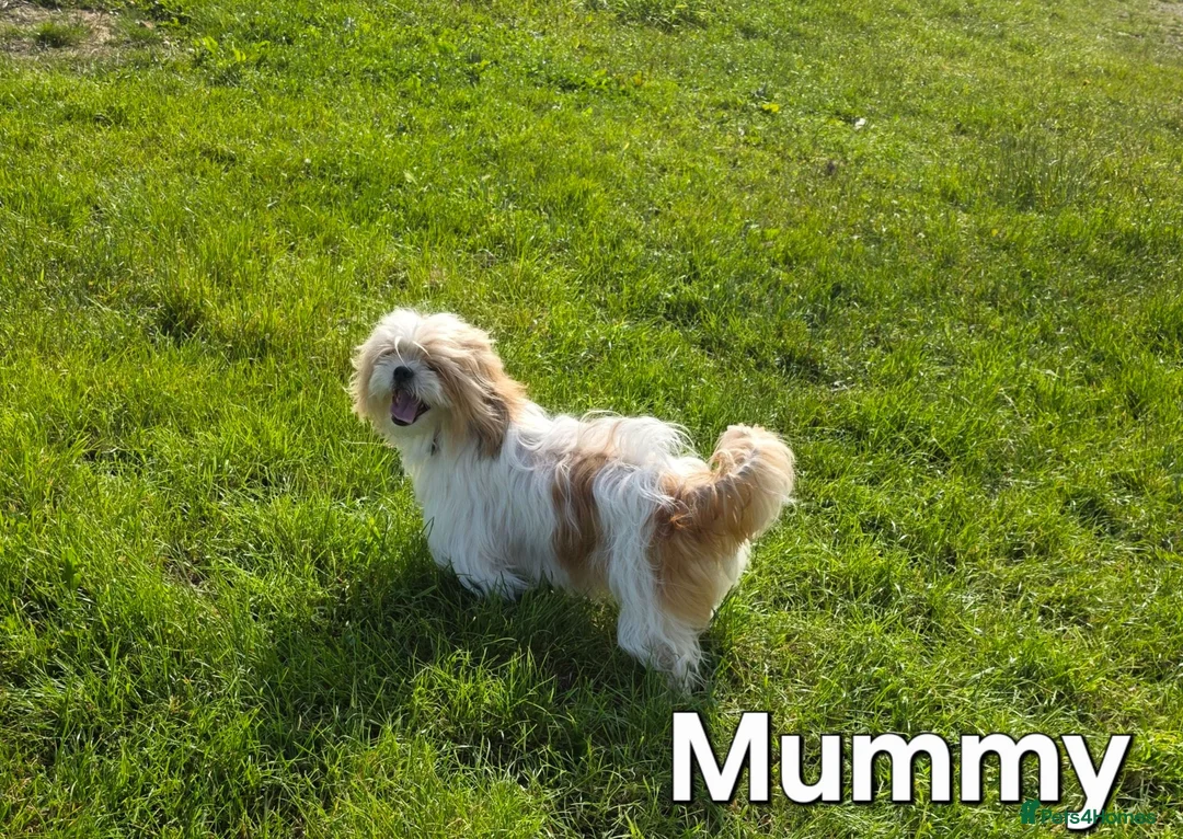 Mixed Breed dogs for sale: Shih tzu girl in Leeds - Advert 1