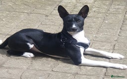 Basenji dogs for stud: Basenji Stud from a Great Lineage  - Image 2