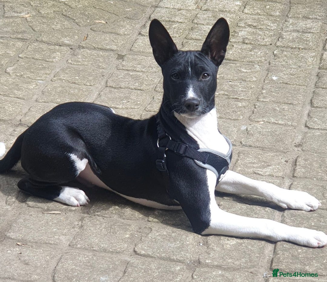 Basenji dogs for stud: Basenji Stud from a Great Lineage  - Image 2