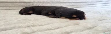 Rottweiler 1
