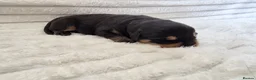 Rottweiler dogs for sale: Healthy & Chunky Family Raised Rottweiler Puppies - Advert 28