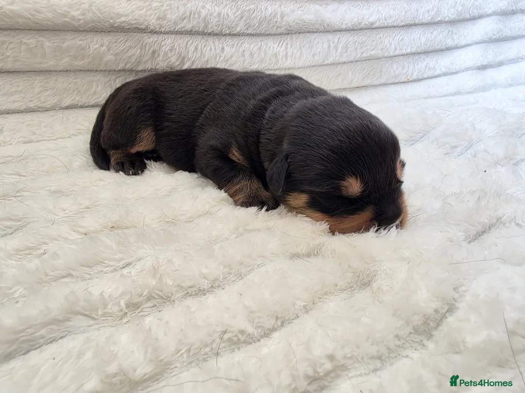 Rottweiler dogs for sale: Healthy & Chunky Family Raised Rottweiler Puppies - Advert 28