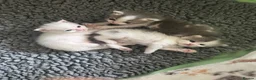 Mixed Breed cats for sale: Meet our three gorgeous half-Persian sisters  - Advert 3