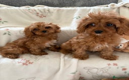 Cavapoo dogs for sale: Health tested clear 5⭐️ F1 Toy cavapoo puppys  in Dudley - Image 2