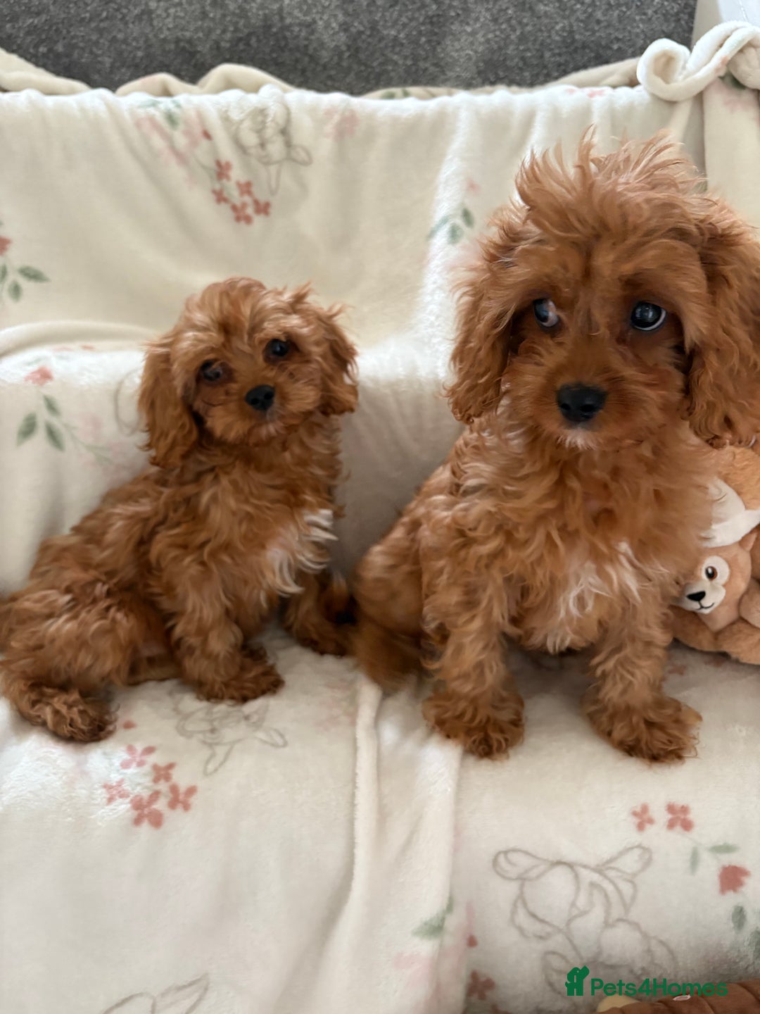 Cavapoo dogs for sale: Health tested clear 5⭐️ F1 Toy cavapoo puppys  in Dudley - Image 2