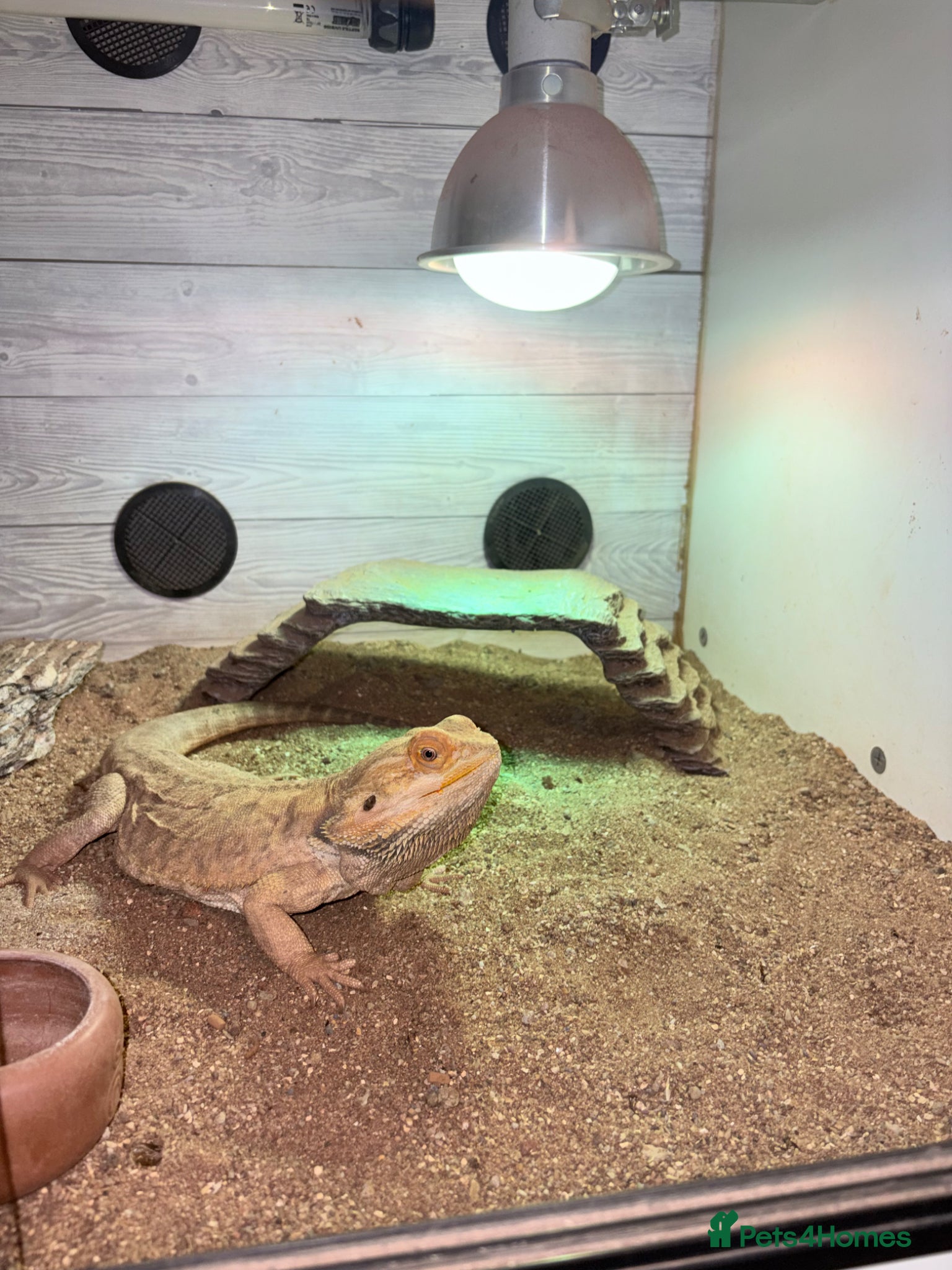 Bearded Dragon reptiles Bearded dragon looking for new home! - Advert 1