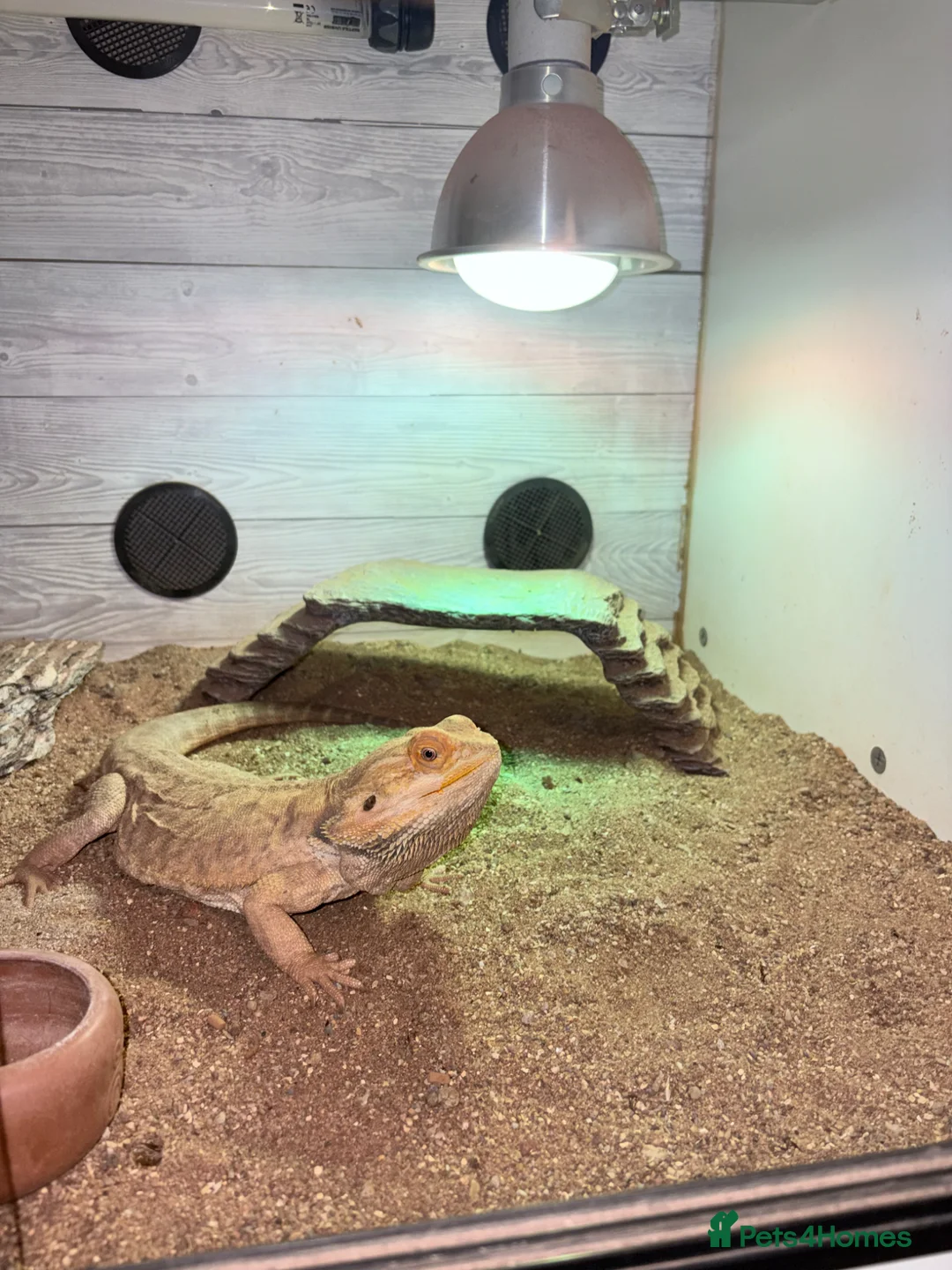 Bearded Dragon reptiles for sale: Bearded dragon looking for new home! - Advert 1