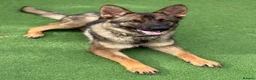 German Shepherd dogs for sale: KC Registered Czech Working Line GSD Male  - Advert 3